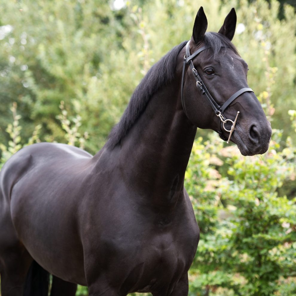 Stallions Robert Whitaker Equestrian